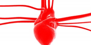 Four Properties of Cardiac Cells