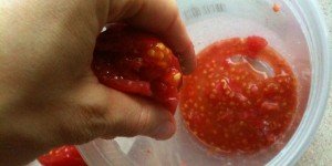 How To Save Tomato Seeds