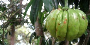 The side effects of Garcinia Cambogia